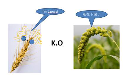 С���㻹��С���㣿����С�����й�������ʳ�е��ƹ�ʷ 11462.png