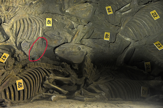 1508390120706495.jpg 6.jpg