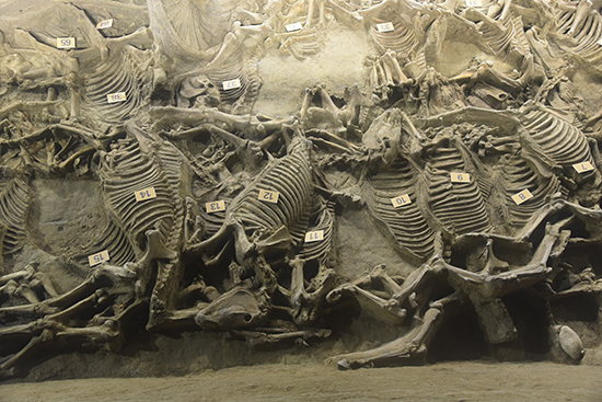 1508390378104752.jpg 5.jpg